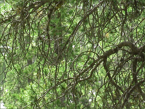 Pine Underbrush